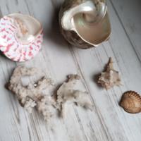 conchiglie e corallo