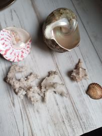 conchiglie e corallo