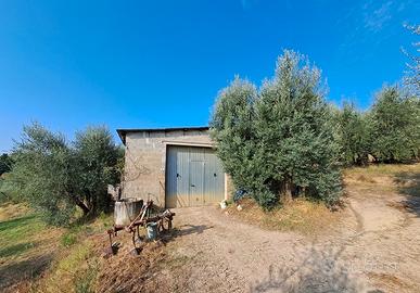 Podere in collina Terricciola Pisa