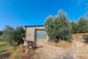 Podere in collina Terricciola Pisa