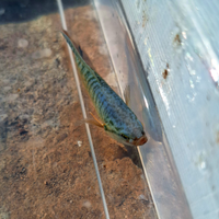 Macropodus Opercularis - Pesci del Paradiso Blu