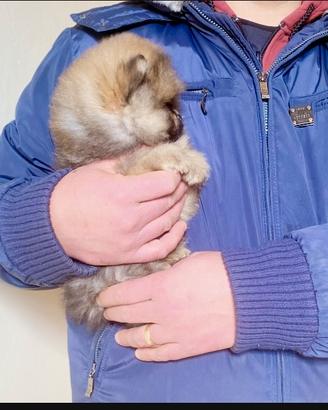 Spitz NANO Pomerania linea americana selezionato