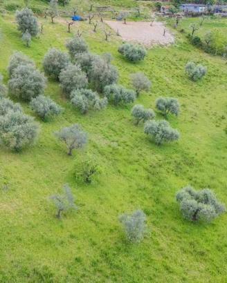 Terreno di 10845 m² a Salisano