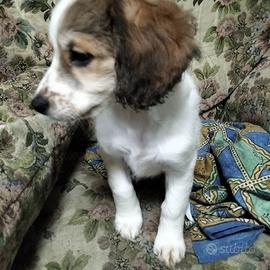 Cucciol.o di cane tra cocker e border collie