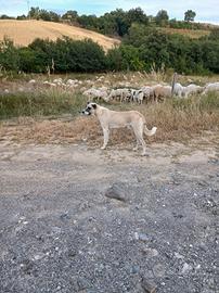 cani da pastore