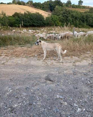 cani da pastore