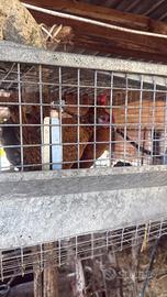 Coppia galline nane