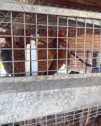 Coppia galline nane