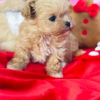 Maltipoo Vero coreano