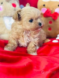 Maltipoo Vero coreano