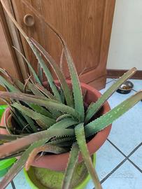 Piante