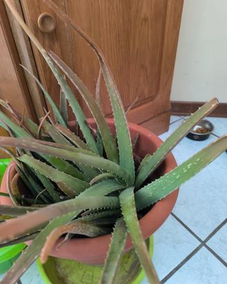 Piante
