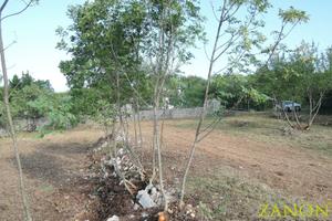 Terreno edificabile - Sagrado