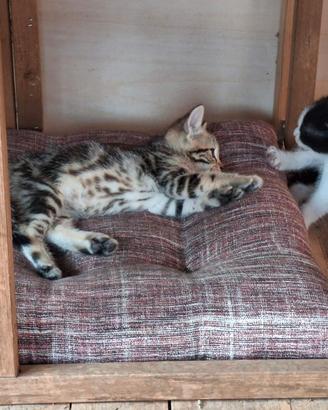 Piccoli batuffoli
