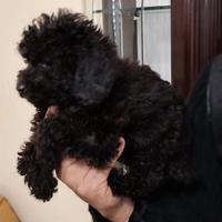 Maschietti di barboncino nero