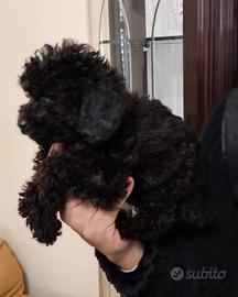 Maschietti di barboncino nero