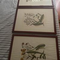 Stampe botaniche vintage bellissime