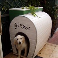 Cuccia per cane di taglia media (Golden Retriver)