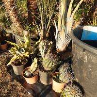 Agave e piante grasse