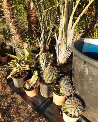 Agave e piante grasse