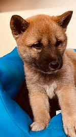 Cuccioli cuccioli di mesi 2