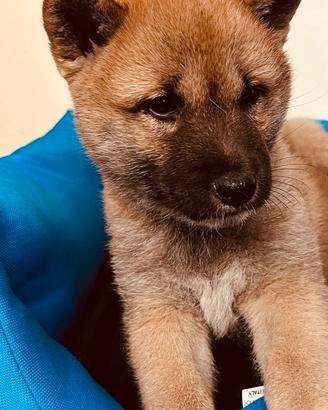 Cuccioli cuccioli di mesi 2