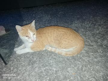 gatto 