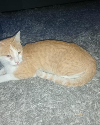 gatto 