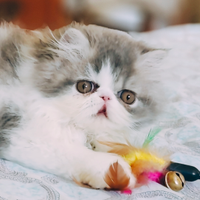 Cucciola di persiano Van bianco,/blu