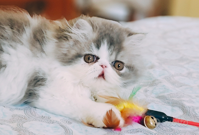 Cucciola di persiano Van bianco,/blu