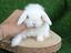 Immagine 4