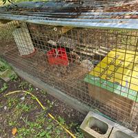 quaglie jumbo adulte 