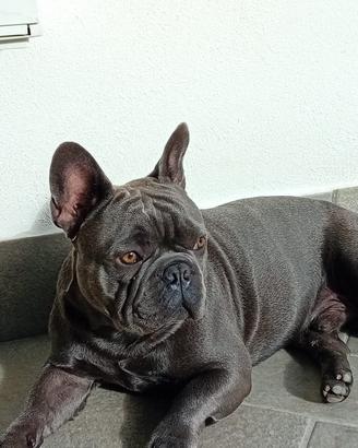 Bulldog