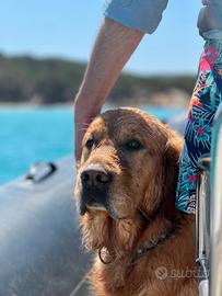 Golden Retriver - Anglo Americano