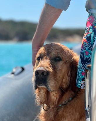 Golden Retriver - Anglo Americano