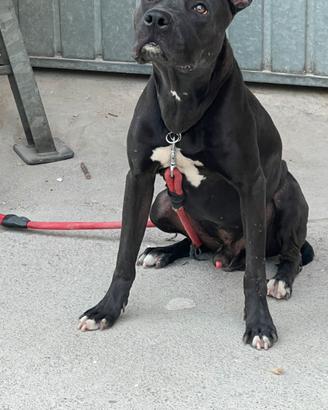 Pitt bull