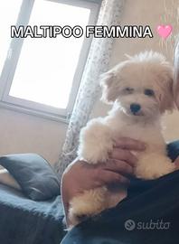 Maltipoo femmina ?
