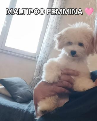 Maltipoo femmina ?