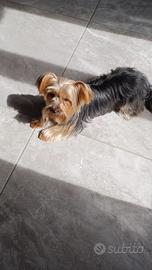 Yorkshire Toy di 5 anni in adozione