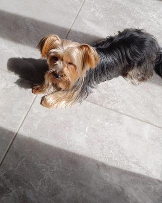 Yorkshire Toy di 5 anni in adozione