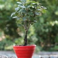 Bonsai Quercia