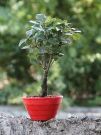 Bonsai Quercia