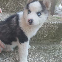 Siberian husky (Ultimi due)