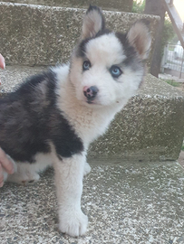 Siberian husky (Ultimi due)