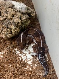 Trio di gechi fat tail africani