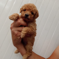 Barboncino mini Toy albicocca con attestato