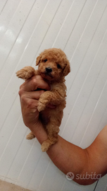 Barboncino mini Toy albicocca con attestato