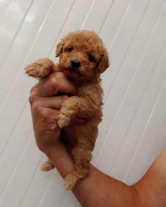 Barboncino mini Toy albicocca con attestato