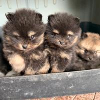 Spitz Pomerania mini toy