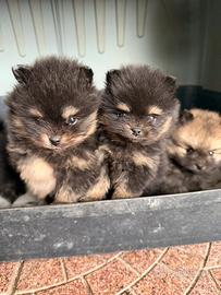 Spitz Pomerania mini toy